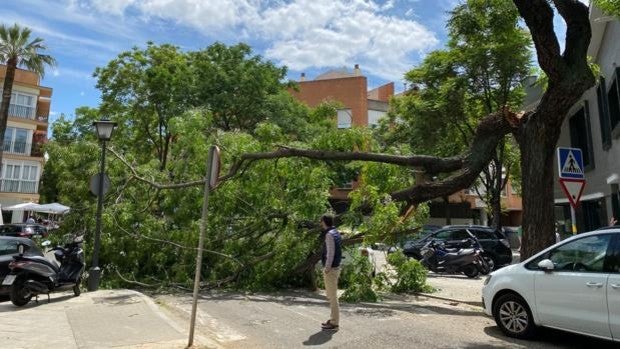 Cae una rama de grandes dimensiones en el Porvenir