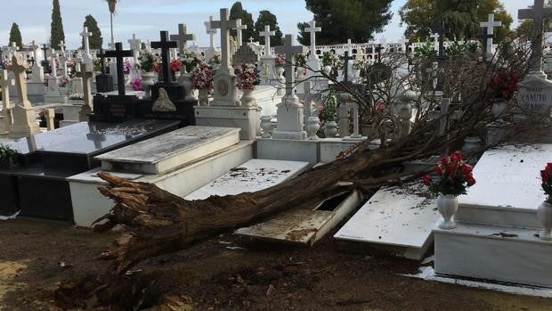 El Ayuntamiento de Sevilla indemniza a una familia por «daños» en una sepultura al caer un árbol