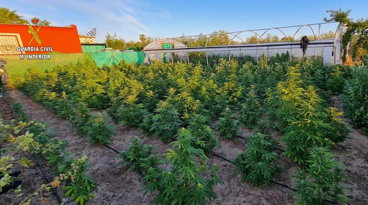 Una de las plantaciones de marihuana desmanteladas por la Guardia Civil