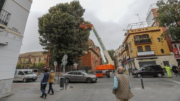 Espadas reclama 11.500 euros a la parroquia de San Jacinto por la poda del ficus