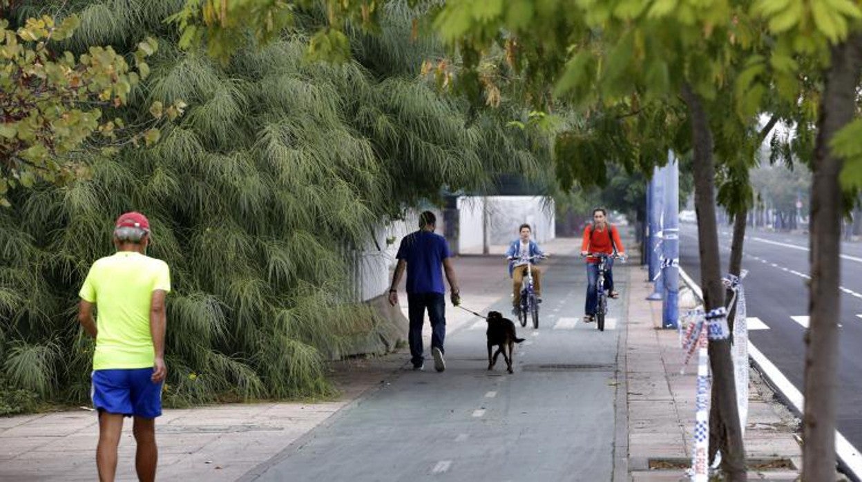 Varios usuarios del carril bici en Sevilla