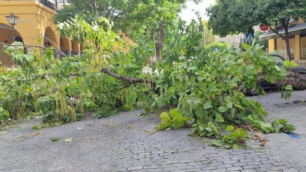 Cae un árbol de grandes dimensiones junto al Prado de San Sebastián