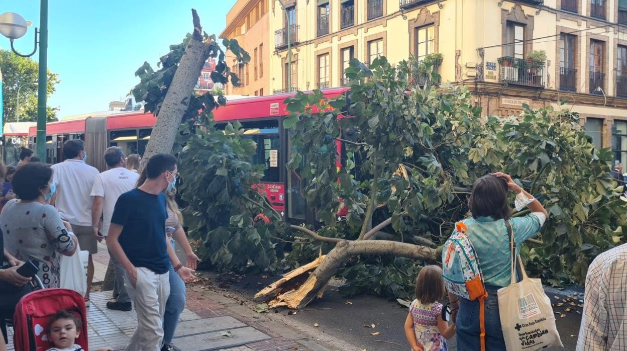 Árbol caído junto al número 4 de la calle Recaredo