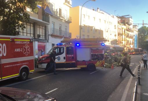 Los bomberos talan el árbol caído