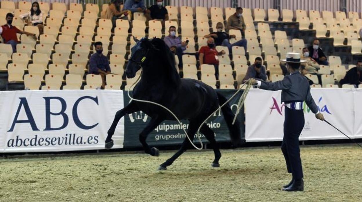 Prueba de la pasada edición de Sicab