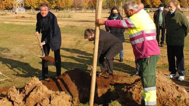 El Ayuntamiento de Sevilla inicia una nueva campaña de plantación con 5.560 árboles y 2.800 arbustos