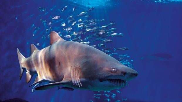 Las actividades del Acuario de Sevilla para el puente de diciembre y la Navidad 2021