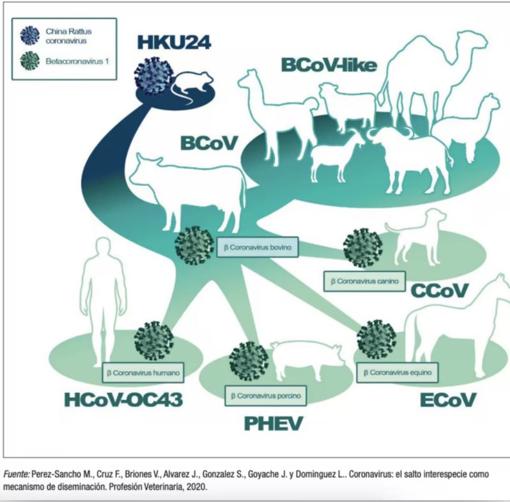 ¿Y si la Covid-19 no hubiera sido la primera pandemia causada por un coronavirus?