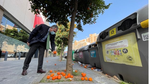 Las calles de Sevilla, llenas de naranjas tiradas por la «indolencia» municipal