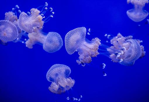 Estamque de medusas en el Acuario de Sevilla