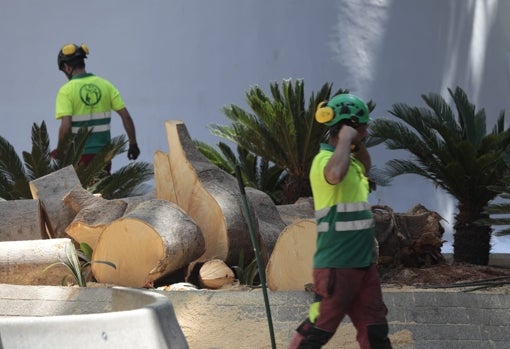 Operarios de Parques y Jardines en la plaza de la Encarnación trabajando sobre los restos del árbol caído