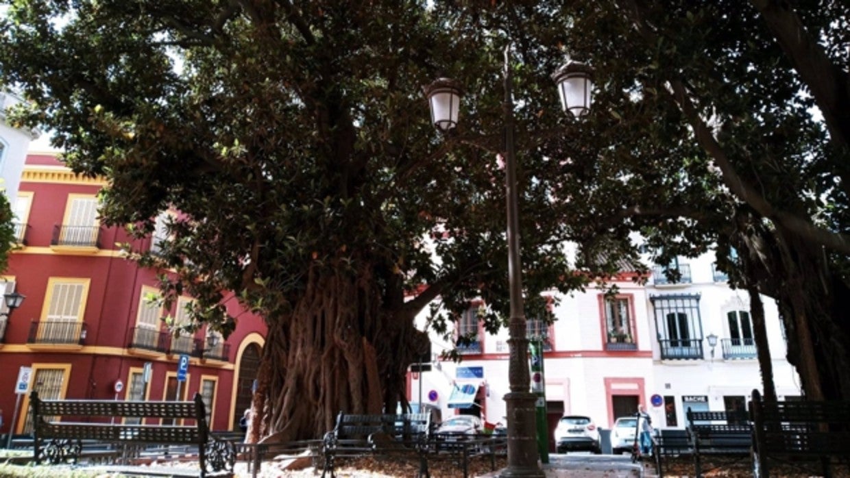 Ficus «monumental» en la plaza Cristo de Burgos