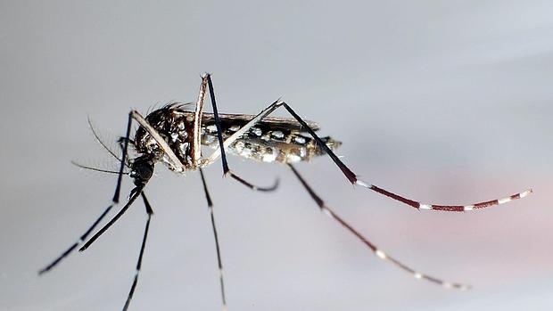Un virus produce una «epidemia de nacimientos de niños con microcefalia en Brasil