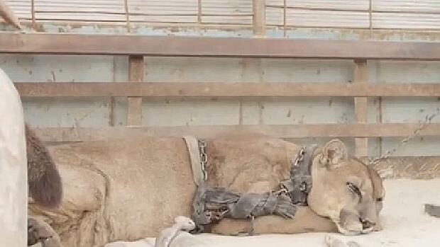 Libertad para un puma que vivió encerrado en la jaula de un circo más de 20 años