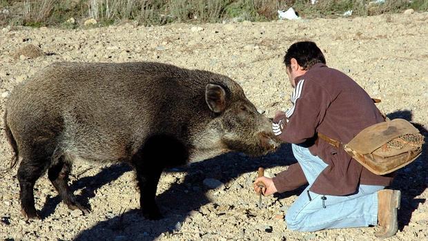 Exhibición de búsqueda de trufa negra (tuber melanosperum) con un jabalí hembra en la Feria Internacional de la Trufa que se celebra en Sarrión