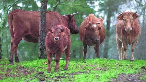 Vacas de la raza rubia gallega