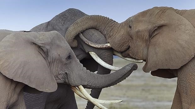 Tres elefantes frotan sus colmillos entre ellos en el Parque Nacional Amboseli, al sur de Kenia