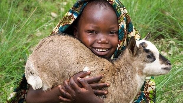 Regalar una cabra contribuirá a que una familia en África tenga leche fresca para alimentarse