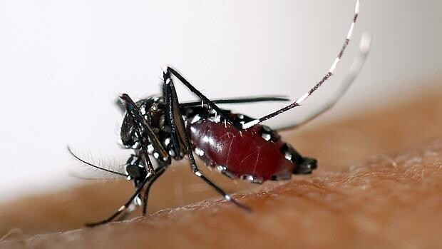 Hasta el momento la única manera de combatir el dengue era eliminando los focos del insecto que la transmite, la Aedes aegypti o el mosquito de la fiebre amarilla