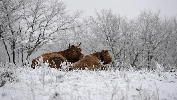 Dos vacas en un campo nevado en Montederramo (Orense) el pasado 5 de enero