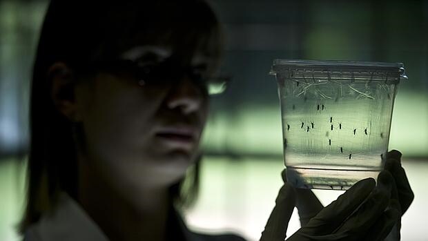Una investigadora sostiene un contenedor con mosquitos Aedes, una especie capaz de dispersar varias enfermedades tropicales