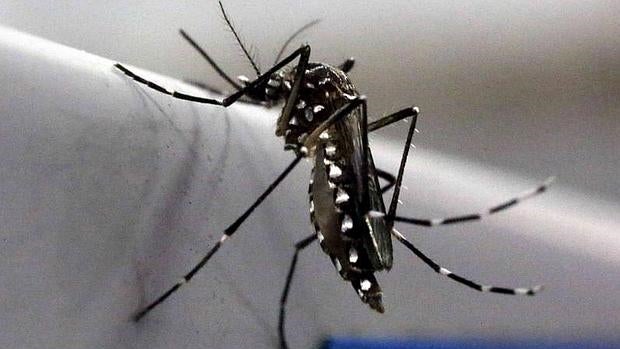 Un ejemplar de mosquito aedes aegyptii en el laboratorio Oxitec , en Campinas, Brasil