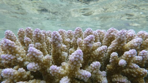Colonia de coral en la isla One Tree, en la Gran Barrera australiana