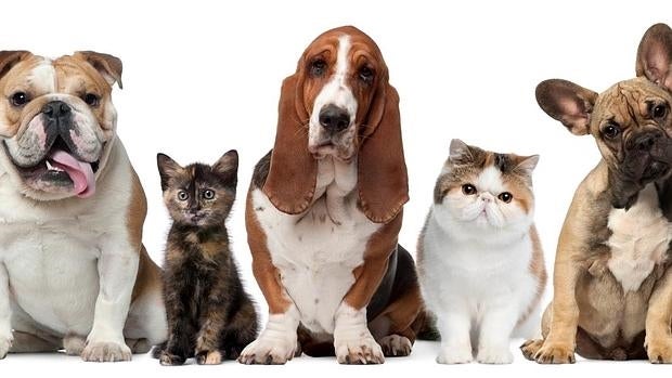 Moda, complementos nutricionales y limpiadores para mascotas en la feria Propet 2016