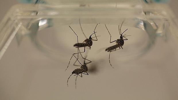 El mosquito Aedes aegypti