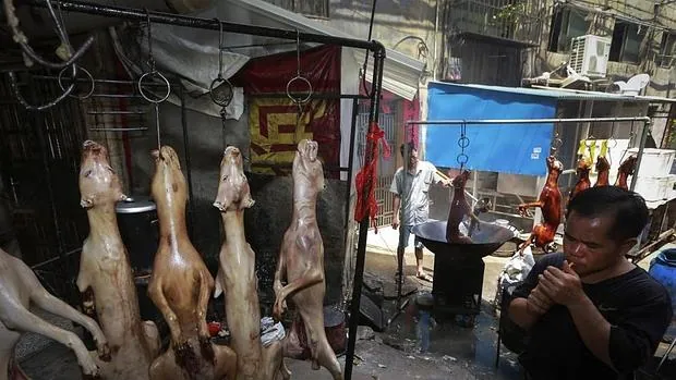 Son numerosas las voces y asociaciones que reclaman parar el consumo de carne de perro en China
