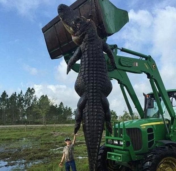 El caimán de 360 kilos cazado en Estados Unidos