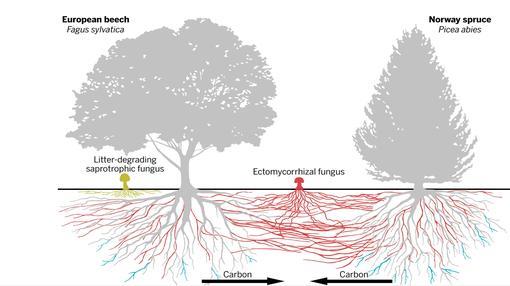 Los hongos conectan a los árboles de distitnas especies entre sí