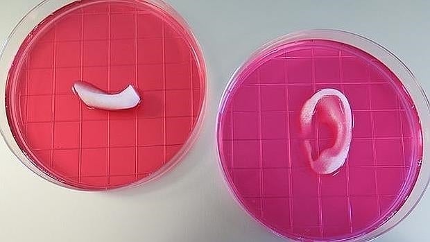 Órganos fabricados con impresoras en 3D y otros ejemplos de medicina regenerativa
