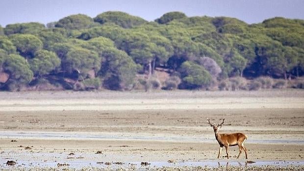 Un ciervo paseando por la marismas del Parque Nacional de Doñana (Huelva)