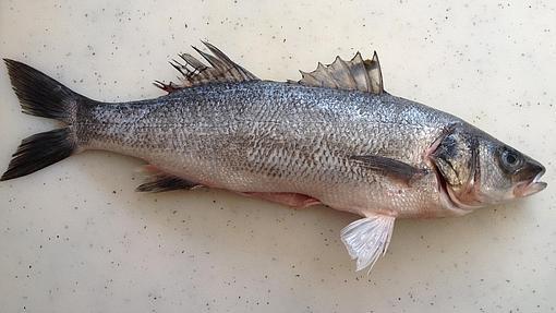 La lubina es uno de los pescados blancos más magros