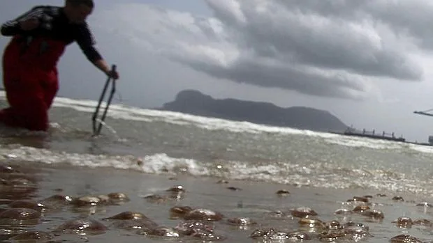 Restos de medusas inundan una playa de Algeciras, el pasado verano
