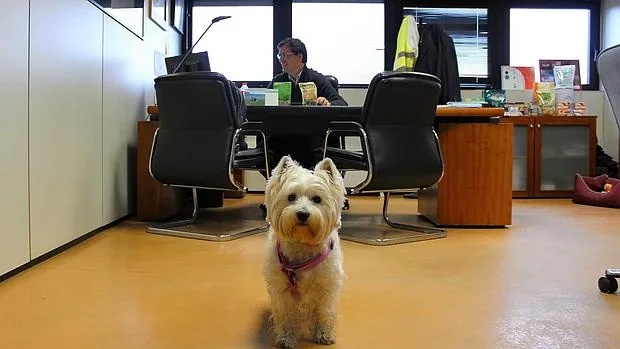 Pets@work: Convivencia con mascotas en la oficina