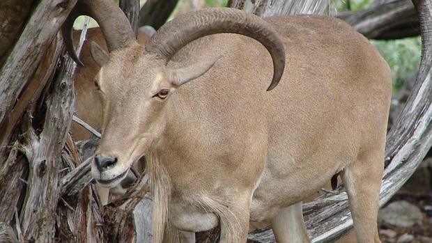 Las cabras se comerán las malas hierbas del Prospect Park