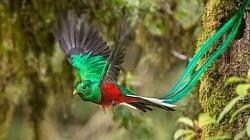 El distintivo de la ruta, el pájaro quetzal, toma vuelo como Miguel