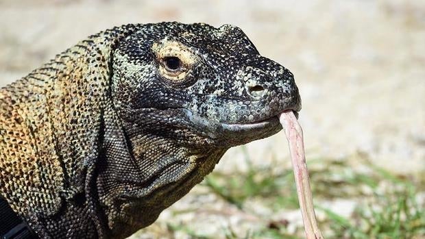 Muere Khaos, el famoso dragón de Komodo del zoo de Miami