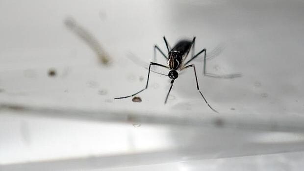 El mosquito Aedes Aegypti es el transmisor del virus del zika