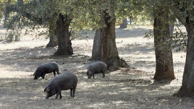 Los medicamentos servían para eliminar los parásitos de estos animales