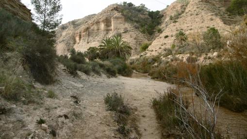 En las orillas del Chícamo pueden verse ejemplares de la autóctona palmera de rambla