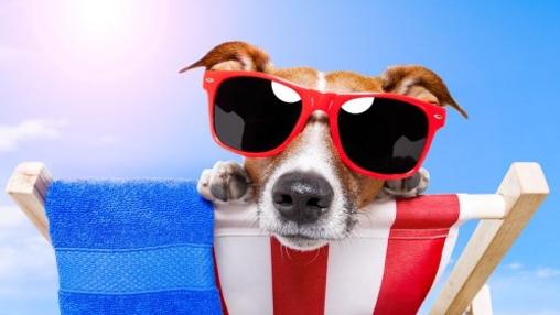 Mascotas: ¿Un verano peligroso?