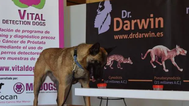 Así identifican los perros la muestras de orina positivas en cáncer de próstata