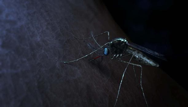 Un parásito de la malaria desarrolla resistencia a los medicamentos