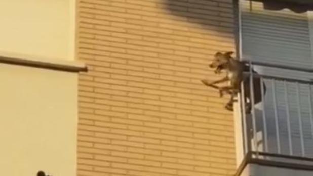 Un perro se arroja por el balcón tras pasar horas al sol y sin agua