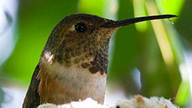 Pequeñas aves como el colibrí de Allen reducirán su supervivencia según aumenten las temperaturas