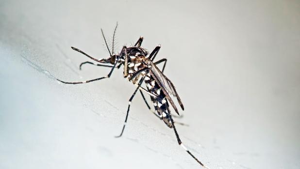 Imagen de un mosquito tigre