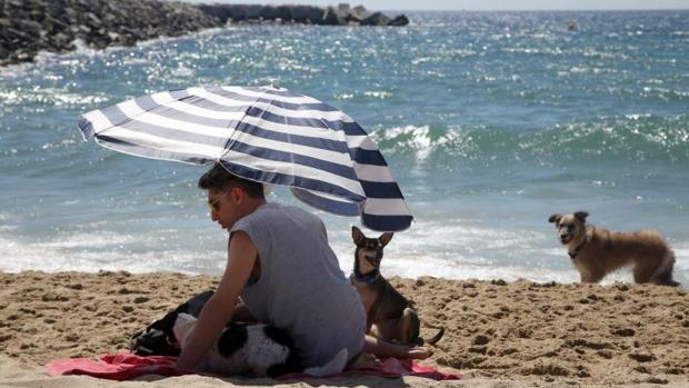 Desde hoy los perros ya pueden disfrutar de su propio espacio en la playa